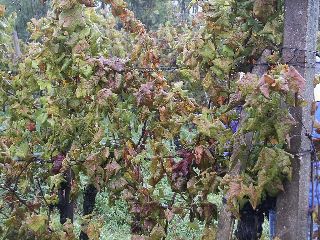 Drohnen über Weinbergen