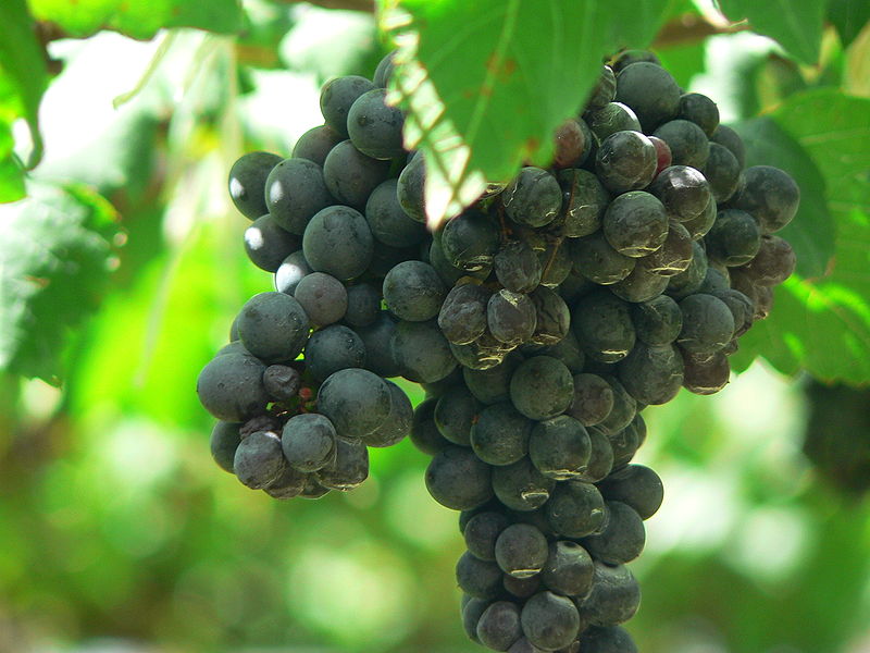 Syrah Shiraz