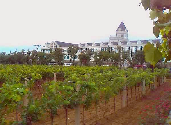China Weinproduktion