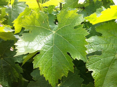 Tempranillo
