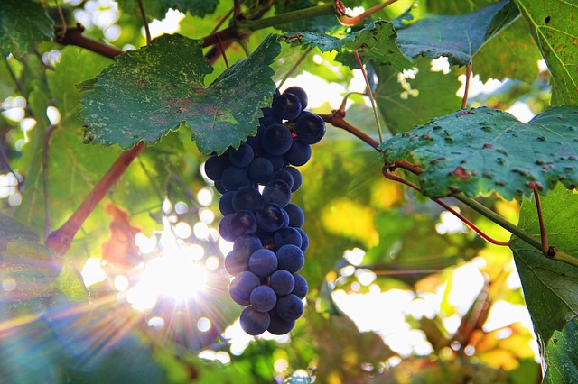 Weintraube Weinberg