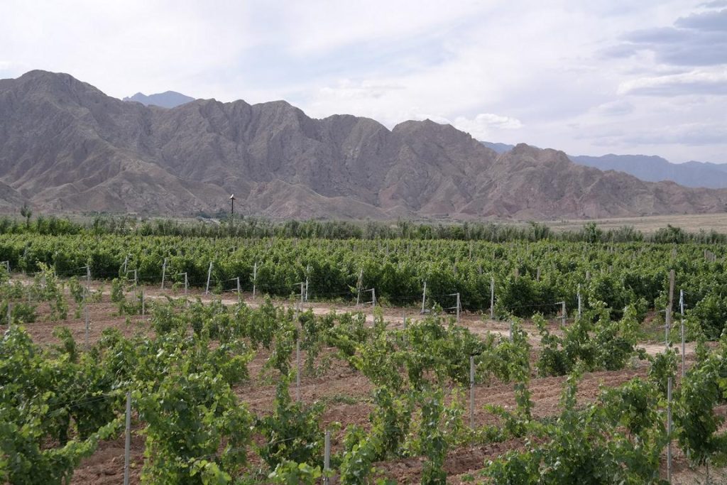 Weinbau in Ningxia: eine Oase in der Wüste