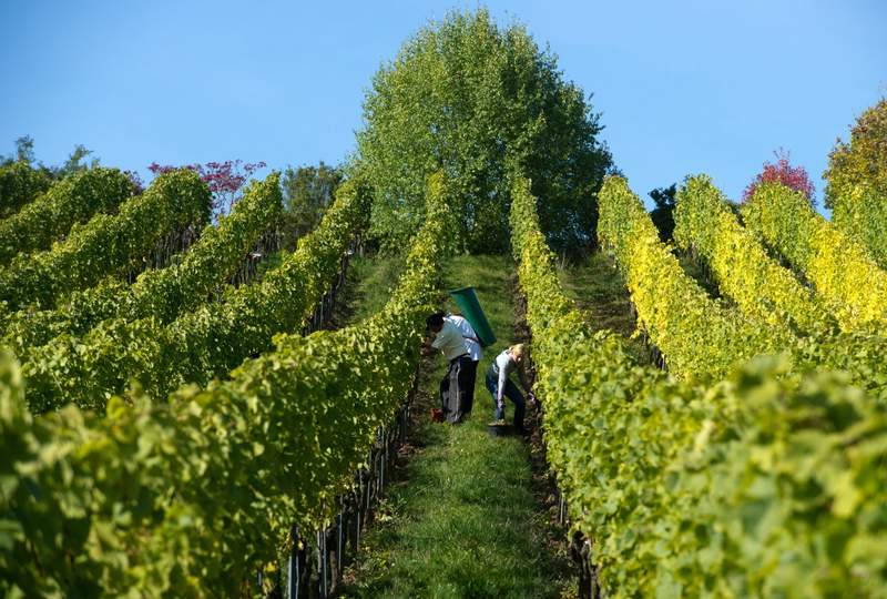 Wachsen oder Sterben? Strukturwandel im Weinbau