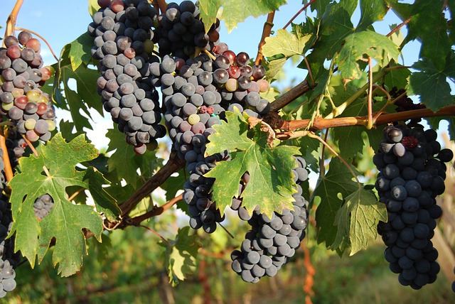 Bruno Giacosa Barbera