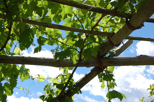 Wein Elena Walch