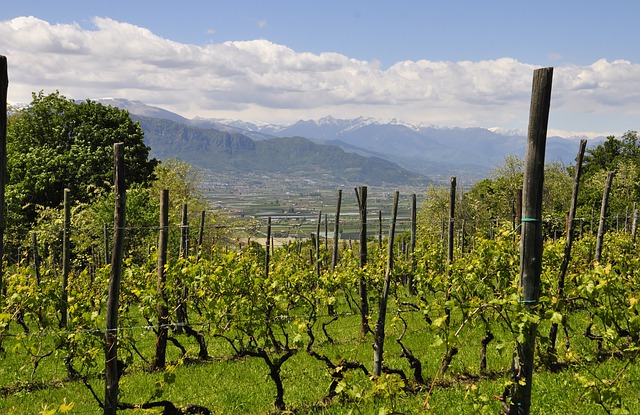 wein Renato Rati