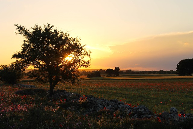 negroamaro salento