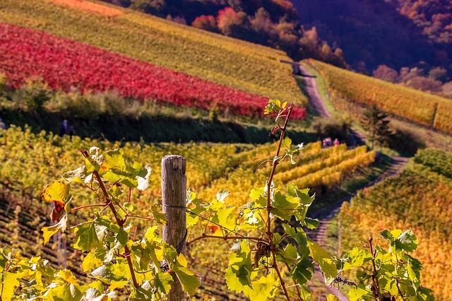 Wein am Nil