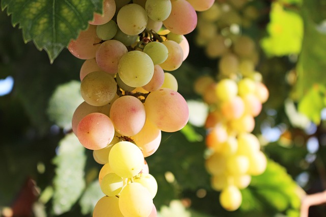 Wein Demeter