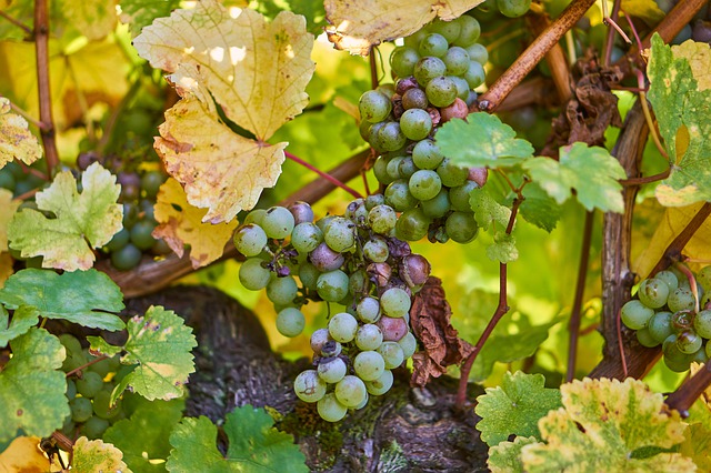 Fontodi Wein