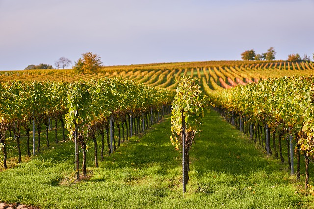 Weingut Frescobaldi Aus Der Toskana Im Protrait Weinwonne