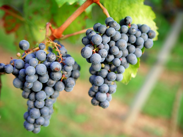 Mendoza Malbec