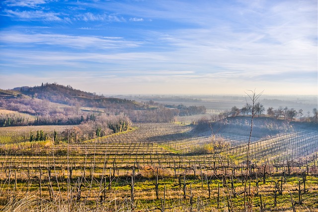 Weingut Schiopetto