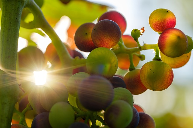 Knipser Weingut