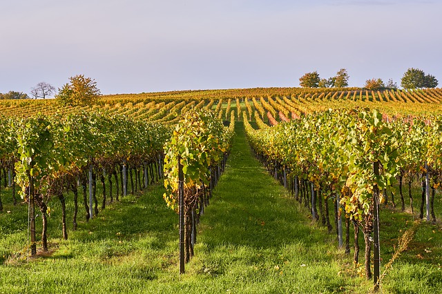 Weingut Ornellaia