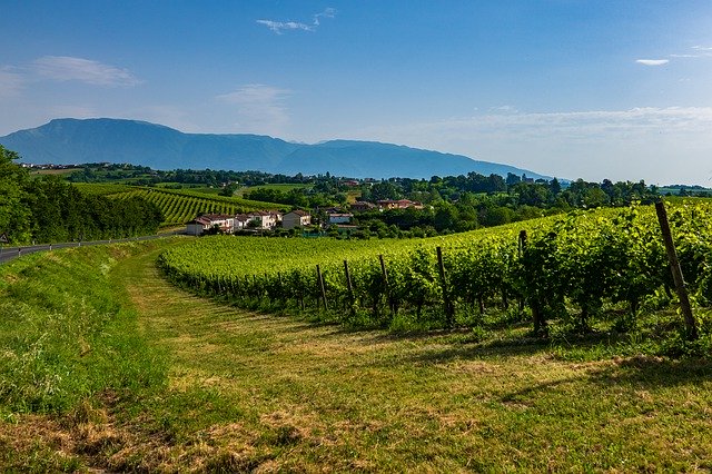 Pinot Grigio Venetien