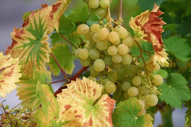 Woher kommen Tannine im Wein