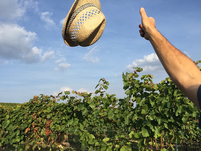 grüner veltiner
