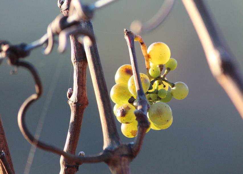 Eiswein