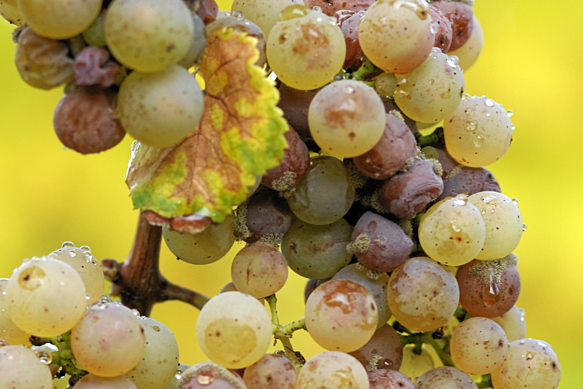 Edelfäule (Botrytis cinerea) beim Wein