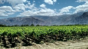 cafayates, argentina, vineyards