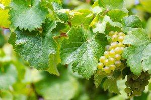 riesling, white wine, grape harvest