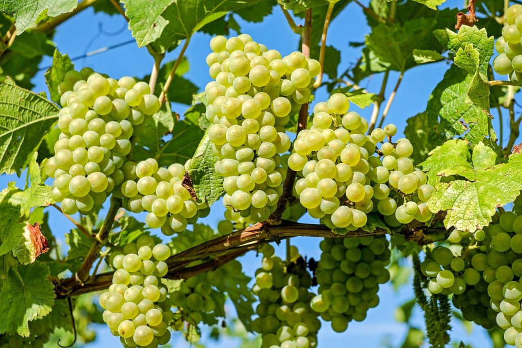 grapes, vines, grapevine