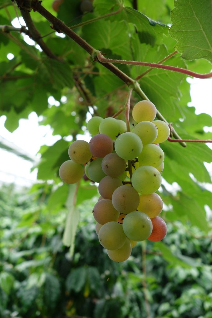 house wine, wine, cherry