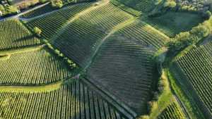 an aerial view of a field of crops