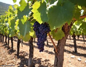 Agiorgitiko Rebsorte