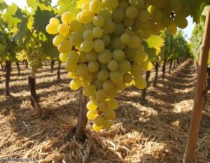 Muscat Blanc à Petits Grains Rebsorte