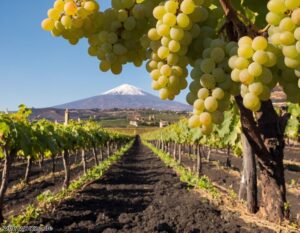 Nerello Mascalese Rebsorte